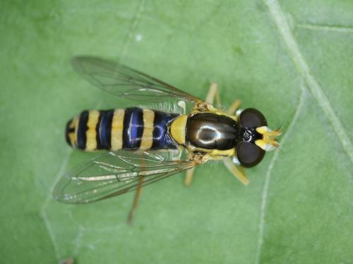 Sphaerophoria scripta
